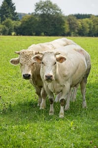 vaches dans un pré à la campagne